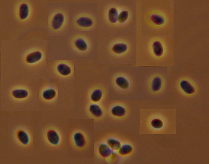 ForseSteccherinum straminellum-f3409(Steccherinum ochraceum)